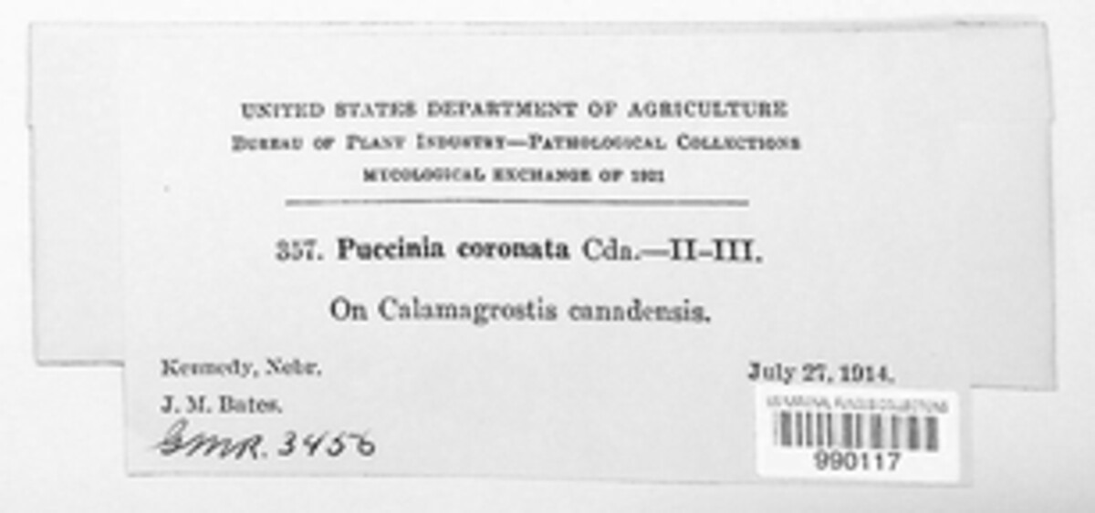 Puccinia coronata image
